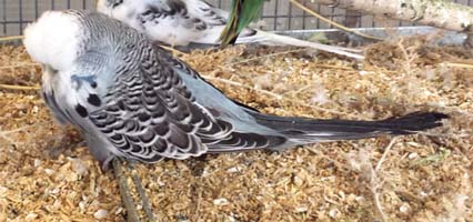 2014 Grey Normal resting after winning KC Show