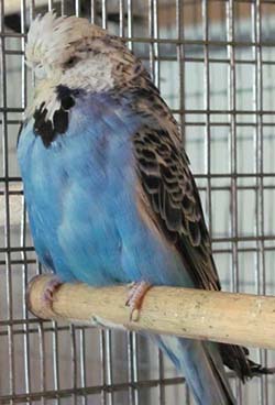 Opaline Cobalt Hen