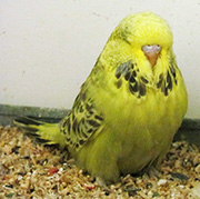 Cinnamon Opaline Greygreen Hen