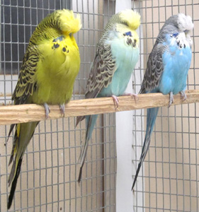 Budgerigars