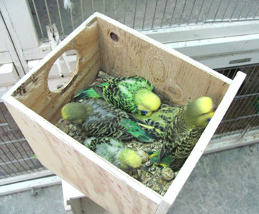 budgerigar breeding box