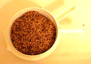 Rinsing Soaked Oats