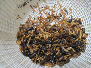 Mealworms