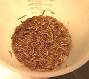 Soaking Mealworms