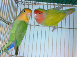 Lovebirds