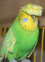 Budgie