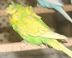 Budgie