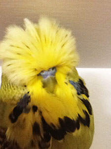 Taylor Budgerigar