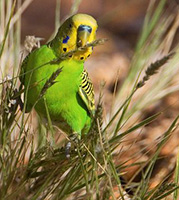 Budgies