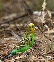 Budgies