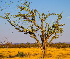 Wild Budgies