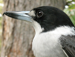 ButcherBird