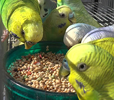 Budgies At Dish