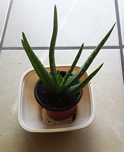 AloeVera