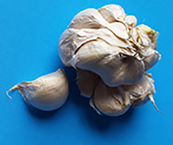 garlic